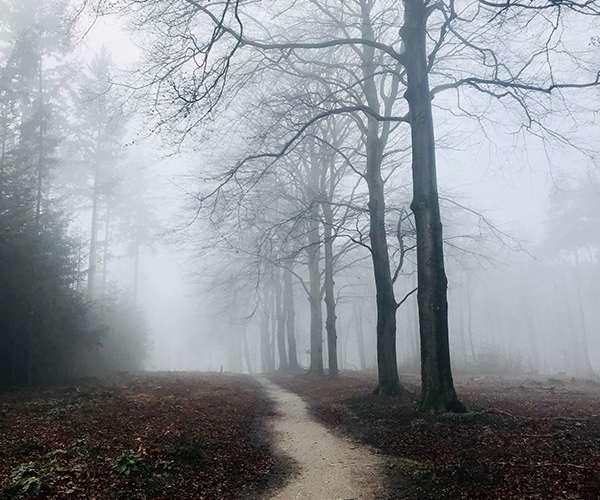 Gestalttherapie im Wald in Mannheim. Man sieht Bäume in einer nebligen Umgebung in der Stille im Wald bei einem entspannten Spaziergang.