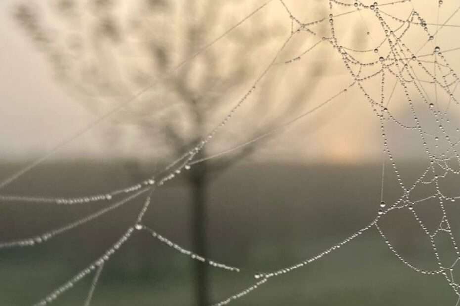 wundervolles Naturfoto in dem ein Spinnennetz im Vordergrund ist. Auf dem Netzt sind hunderte kleine Tautropfen zu sehen, die im Sonnenaufgang glitzern. Im Hintergrund sieht man einen jungen Baum im nebeligen Sonnenaufgang. Das Bild spiegelt die Theorie der Gestalttherapie sehr gut wider. Grundlage des Gestaltcamps in Mannheim, in dem Workshops Outdoor zu den Themen Persönlichkeitsentwicklung und Resilienz von Jennifer Schumacher-Hetzel angeboten werden.